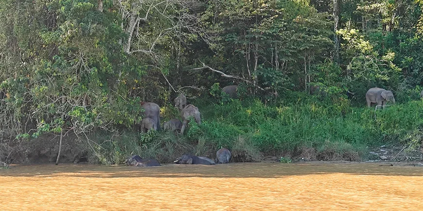dverg­elefanter ved Kinabatangan-elven på Borneo