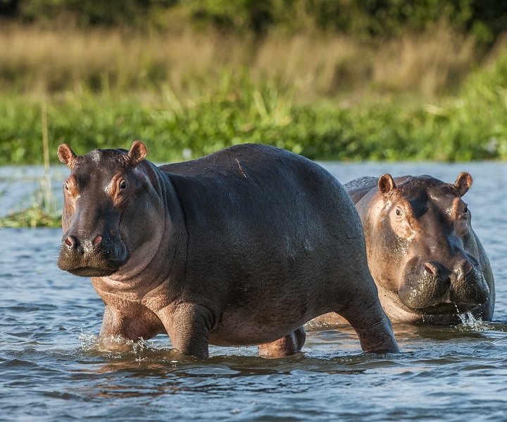 De beste safarilandene i Afrika