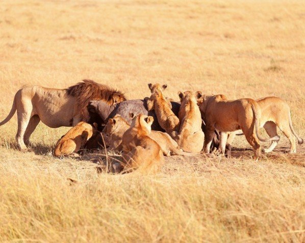 Løver nyter et måltid i Masai Mara