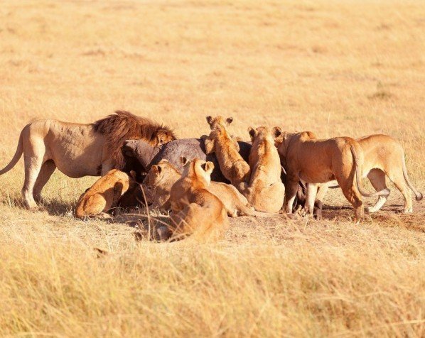 Løver nyter et måltid i Masai Mara
