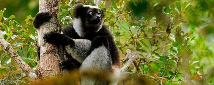 Indri lemur i Andasibe-Mantadia nasjonalpark på Madagaskar