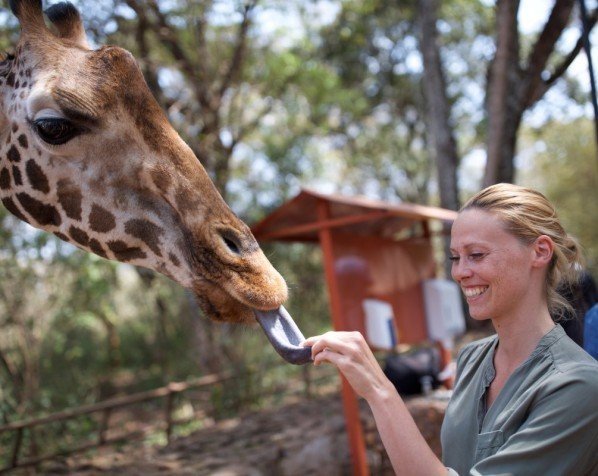 Kom tett på sjiraffene på Giraffe Center