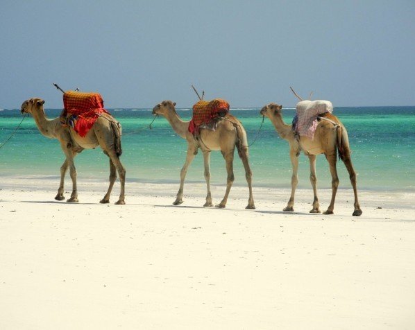 Dromedarer på strand i Mombasa