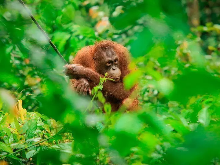 Orangutangen er synlig gjennom krattet ved Sepilok orangutangrehabiliteringssenter på Borneo i Malaysia