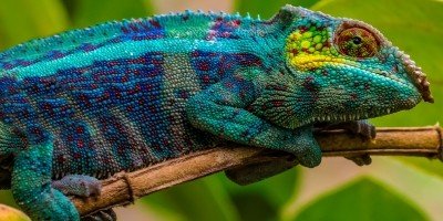 Kameleon i Andasibe nasjonalpark på Madagaskar