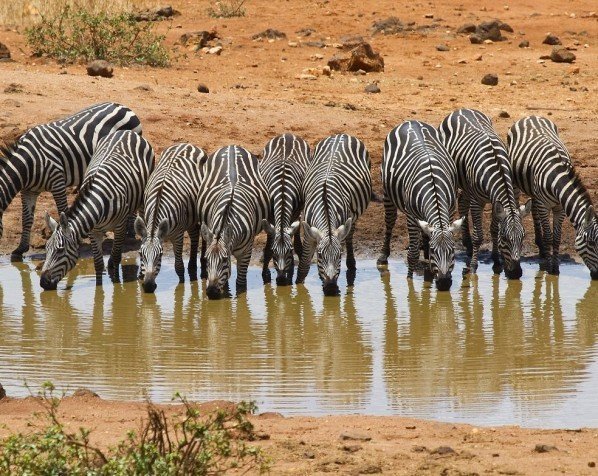 Drikkende sebraer i Tsavo Eest