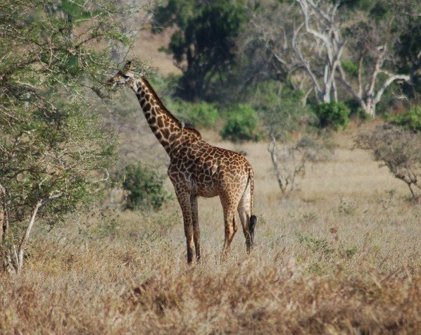 Sjiraff i Tsavo West nasjonalpark