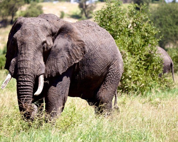 Elefanter i Tarangire nasjonalpark