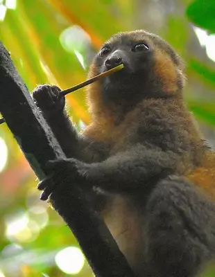 Bambuslemur i Ranomafana nasjonalpark på Madagaskar