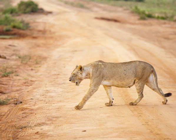 Hunnløve i Tsavo West nasjonalpark