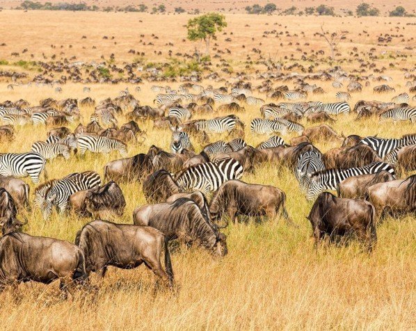 Gnuer og sebraer i Masai Mara