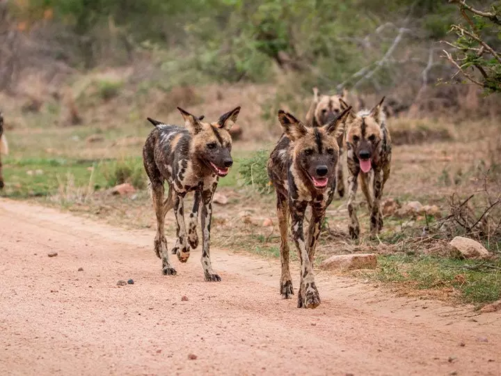 Villhunder i Kruger nasjonalpark