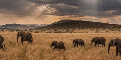 masai mara safari