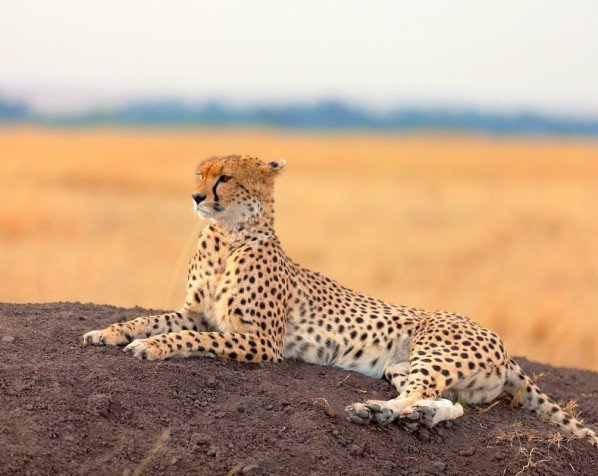 Safari i Masai Mara Game Reserve