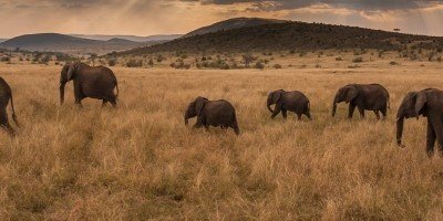 Elefanter går inn i solnedgangen i Masai Mara.