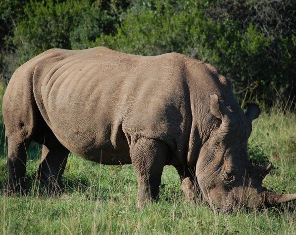 Neshorn i Kruger nasjonalpark