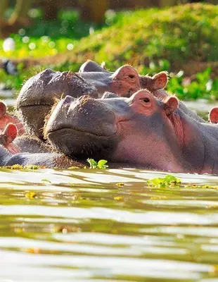 To flodhester i en sjø