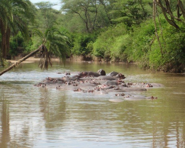 Flodhestflokk i Serengeti