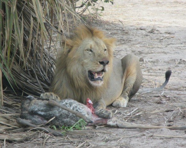 Hannløve med sitt bytte i Kruger nasjonalpark