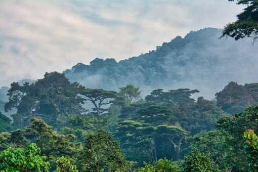 Bwindi Impenetrable Forest