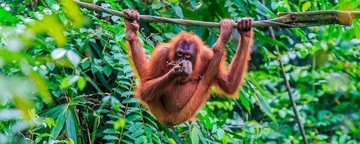 Orangutang i tre på øya Sumatra