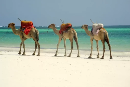 Dromedarer på strand i Mombasa