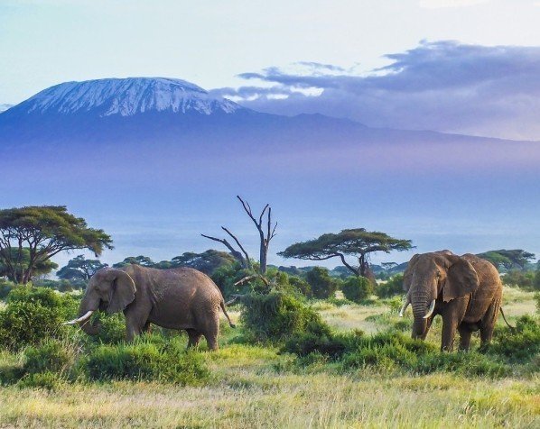 Elefanter i Amboseli nasjonalpark med Kilimanjaro i bakgrunn