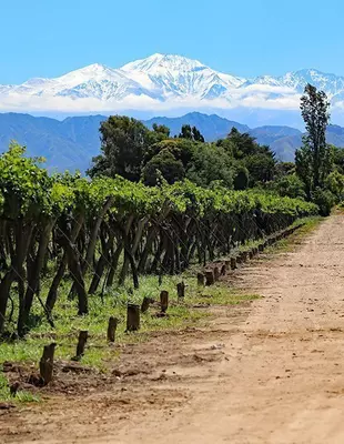 Vingårder i Mendoza, vinregionen i Argentina
