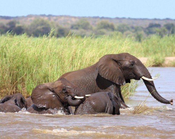 Elefant bading i Kruger nasjonalpark