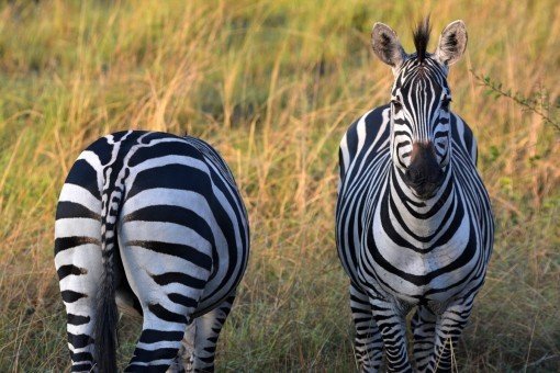 To sebra-venner i Lake Mburo nasjonalpark