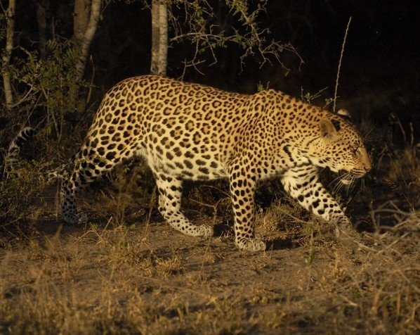 Spotlight-safari i Kruger nasjonalpark