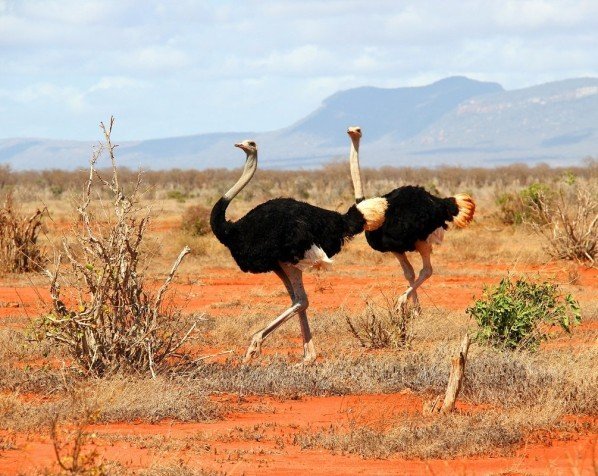 Strutser i Tsavo East nasjonalpark
