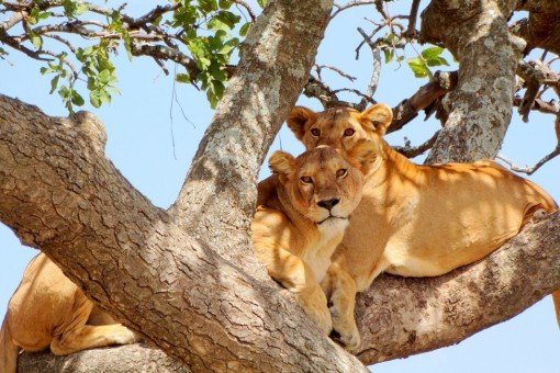 Se de treklatrende løvene i Lake Manyara nasjonalpark