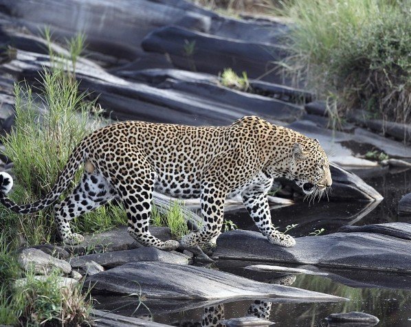 Leopard i Serengeti