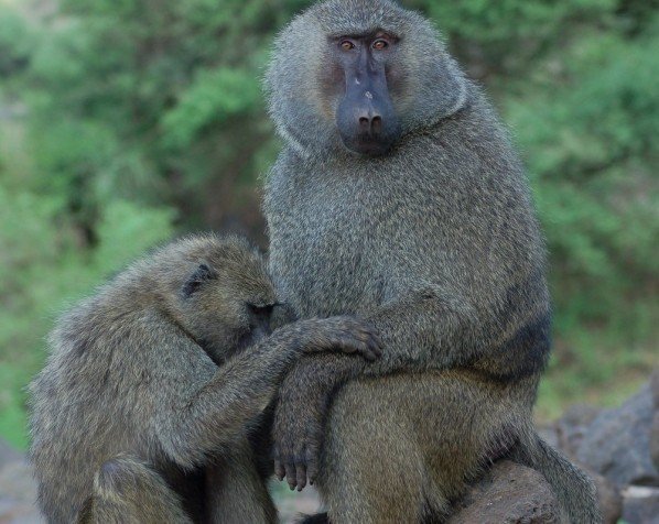 Bavianer i Lake Manyara nasjonalpark