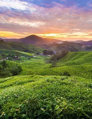 Solnedgang over en plantasje i Cameron Highlands, Malaysia