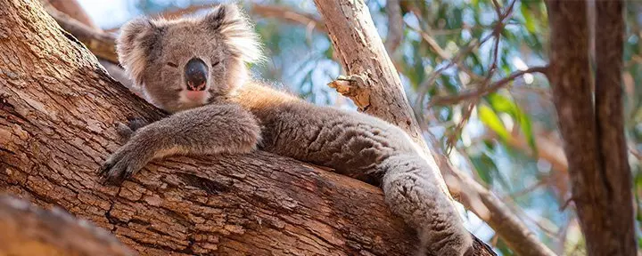 Koalaer som hviler i Australia