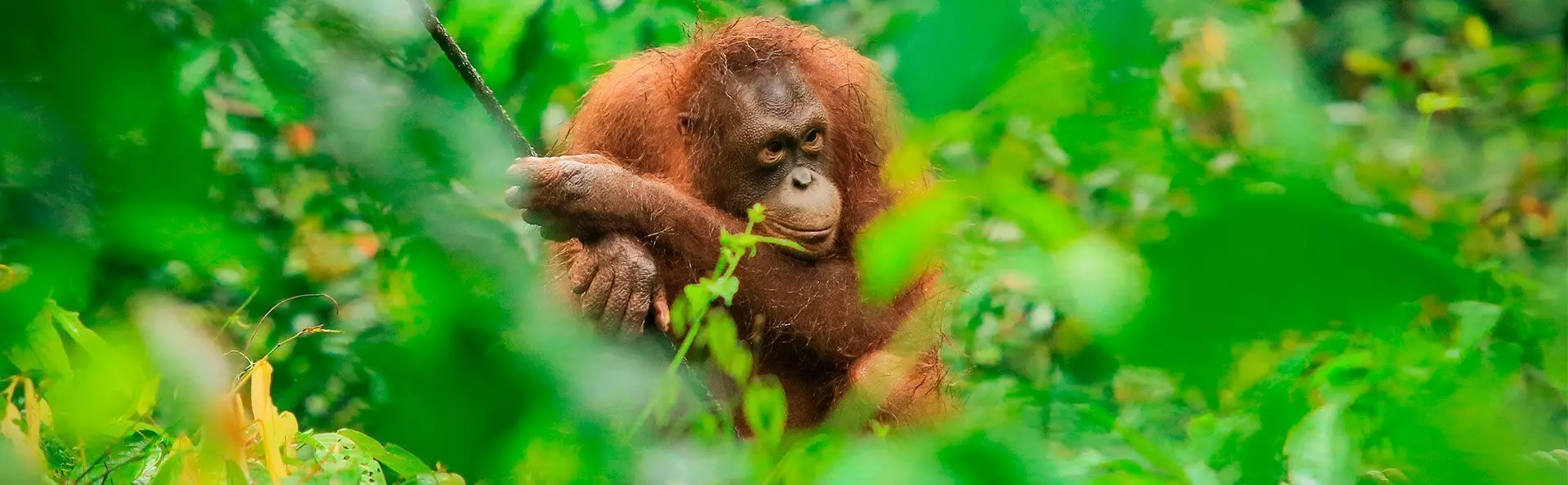 Orangutangen er synlig gjennom krattet ved Sepilok orangutangrehabiliteringssenter på Borneo i Malaysia