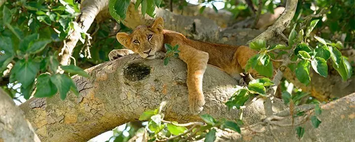 Løveunge i et tre i Uganda