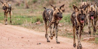 Villhunder i Kruger nasjonalpark