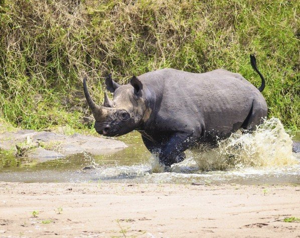 Sort neshorn i Ngorongoro