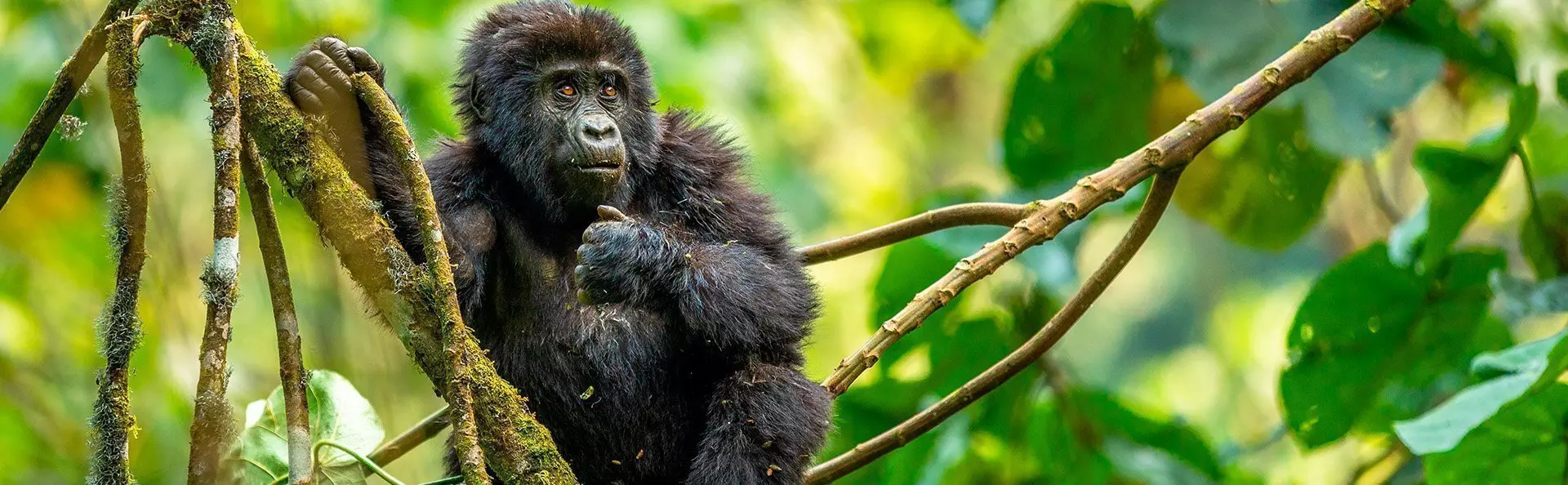 Babygorilla i et tre i jungelen