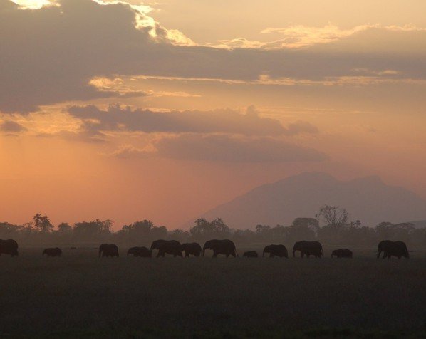 Elefanter i Amboseli nasjonalpark med Kilimanjaro i bakgrunn