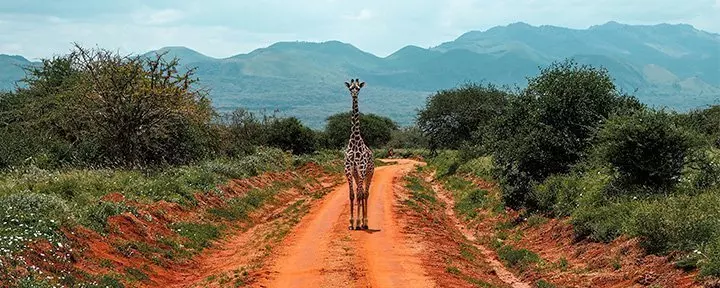 En ensom sjiraff står på en grusvei i Tsavo i Kenya