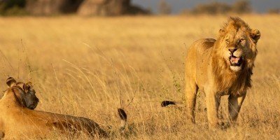 Løve og løvinne i Serengeti