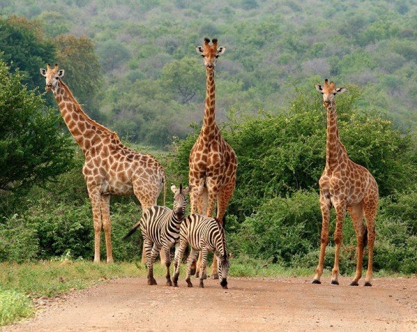 Se hvor høye sjiraffer egentlig er - Kruger nasjonalpark