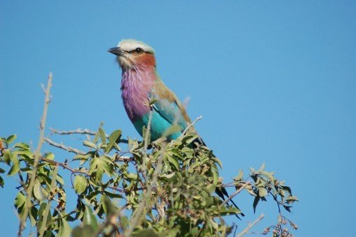 Se blåråken i Chobe nasjonalpark