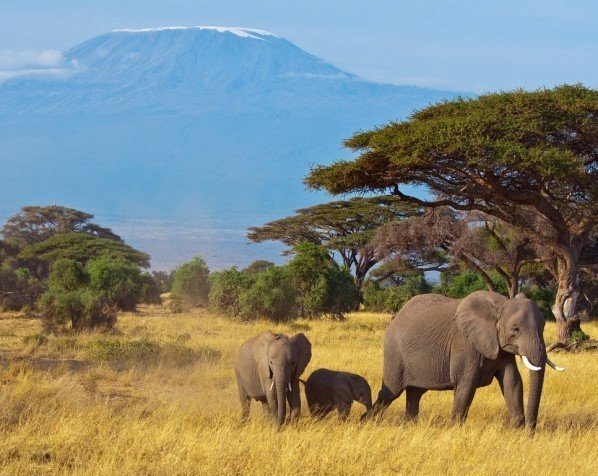 Elefanter foran Kilimanjaro i Amboseli nasjonalpark