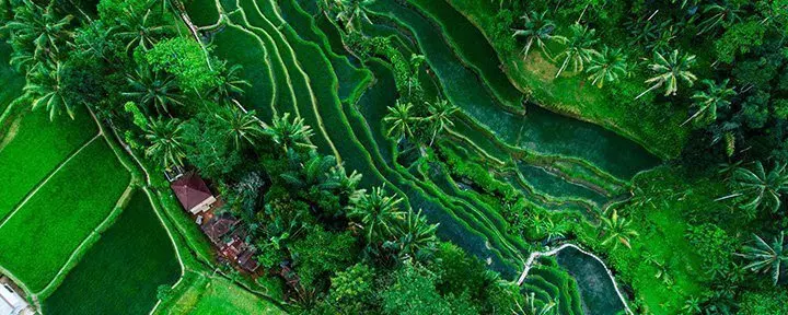 Risåker i Tegallalang på Bali, Indonesia