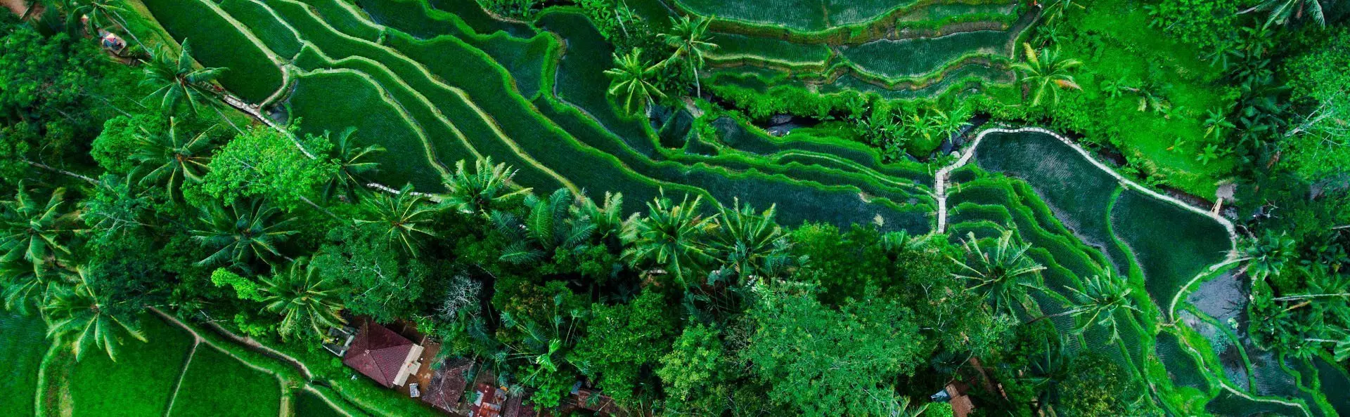 Risåker i Tegallalang på Bali, Indonesia